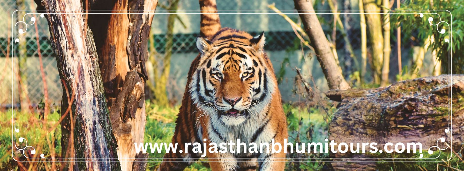 Wildlife tour banner