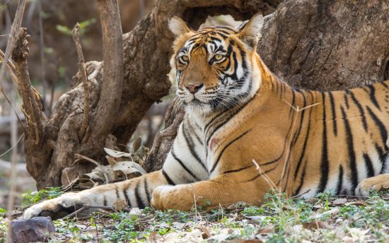 Ranthambhore One Day Trip
