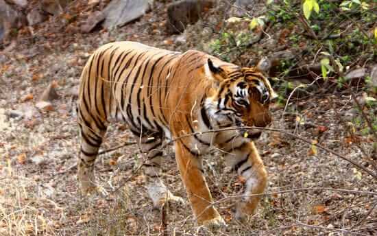 Tiger ranthambhore trip